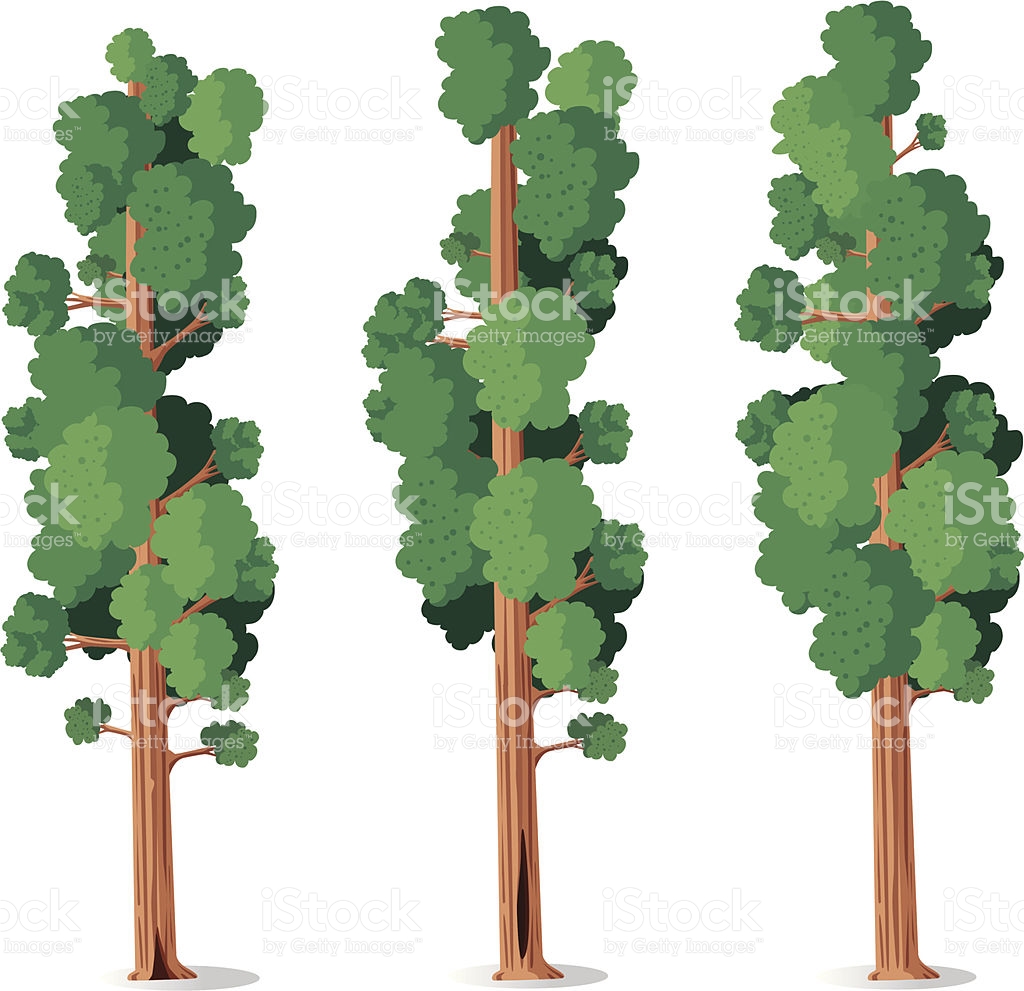 Sequoia clipart #3, Download drawings