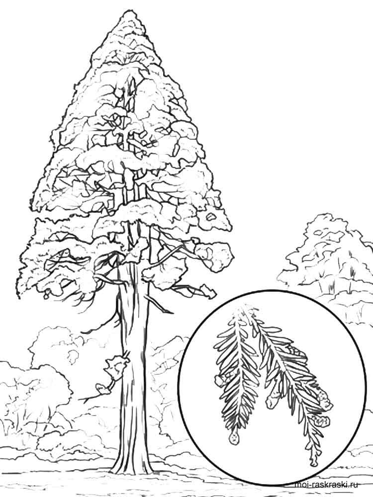 Sequoia coloring #20, Download drawings