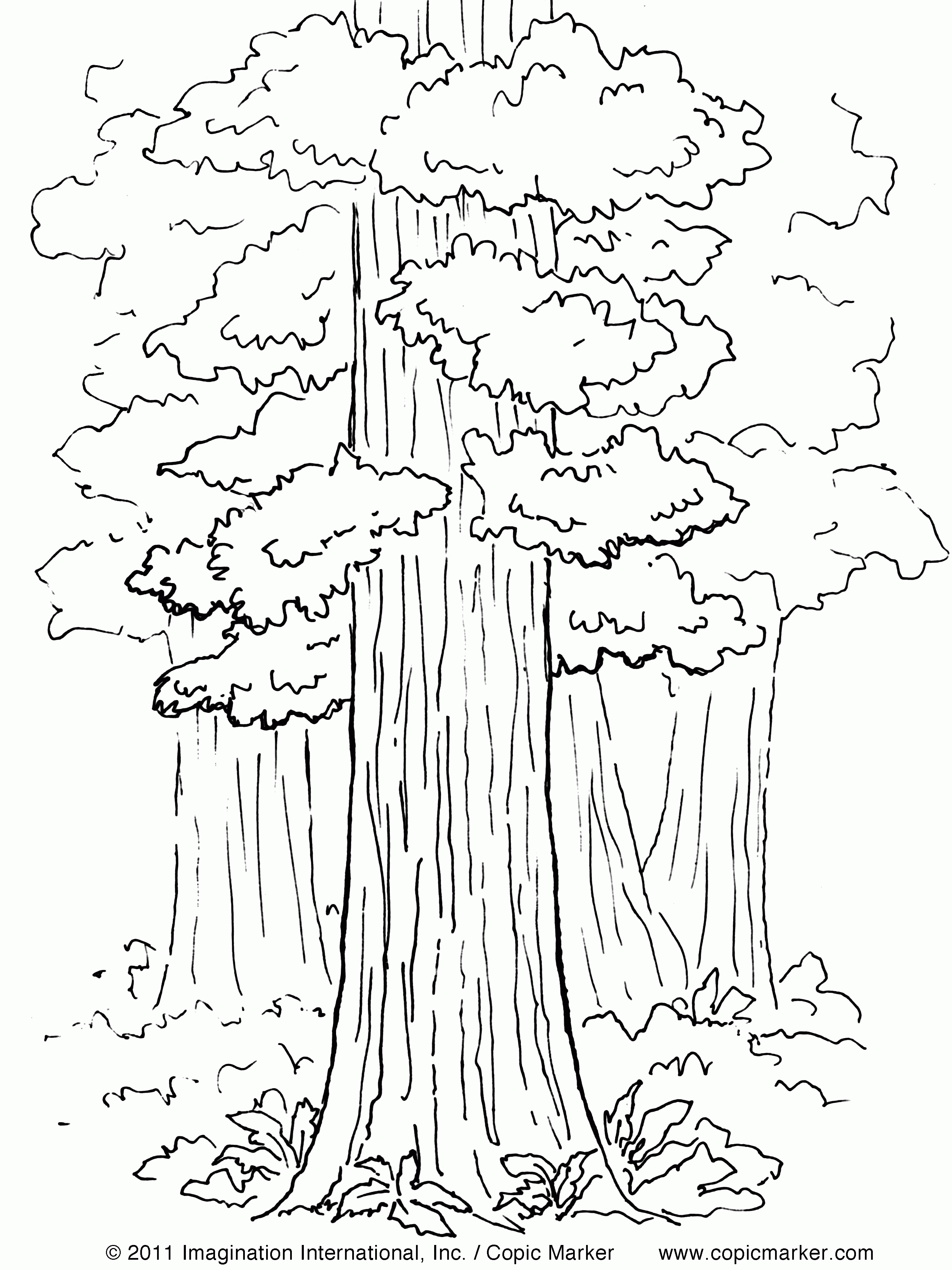 Sequoia coloring #7, Download drawings