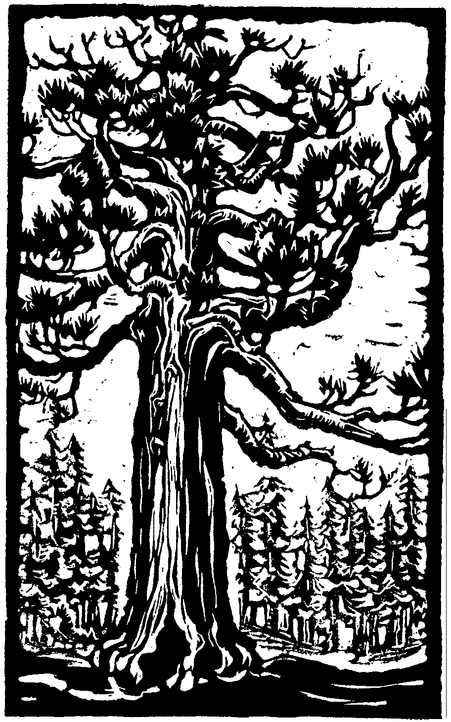 Sequoia coloring #10, Download drawings