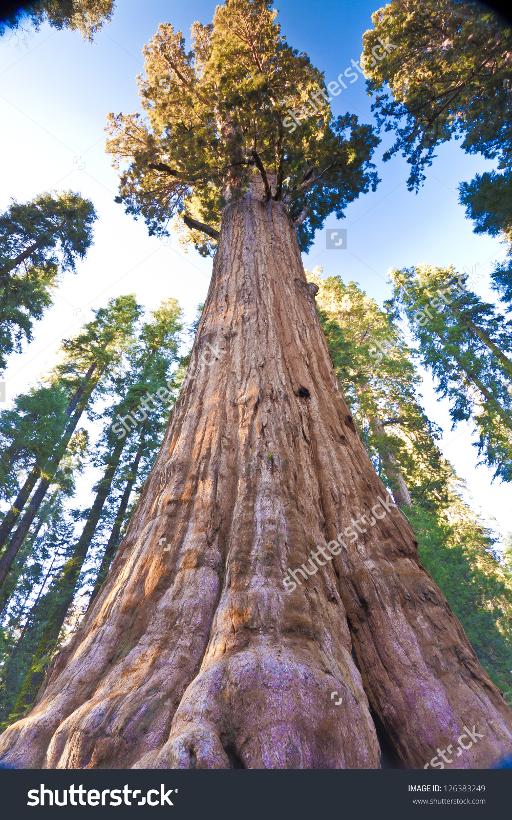 Sequoia National Park clipart #4, Download drawings