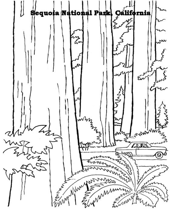 Sequoia National Park coloring #8, Download drawings