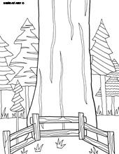 Sequoia coloring #11, Download drawings