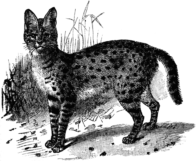 Serval clipart #1, Download drawings