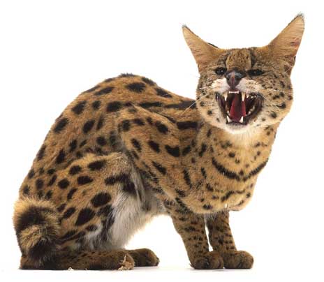 Serval clipart #19, Download drawings