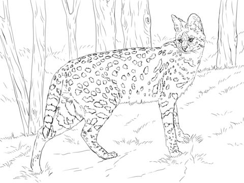 Serval coloring #14, Download drawings
