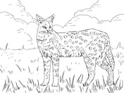 Serval coloring #7, Download drawings