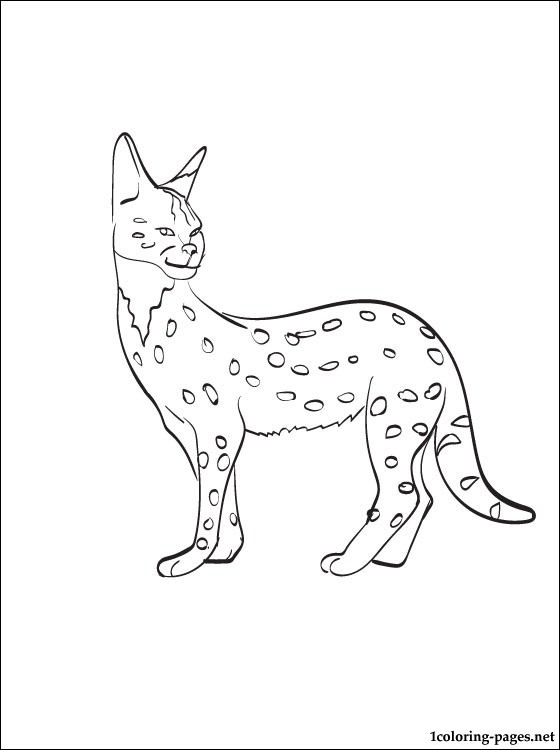 Serval coloring #5, Download drawings