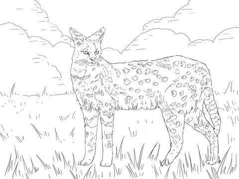 Serval coloring #11, Download drawings