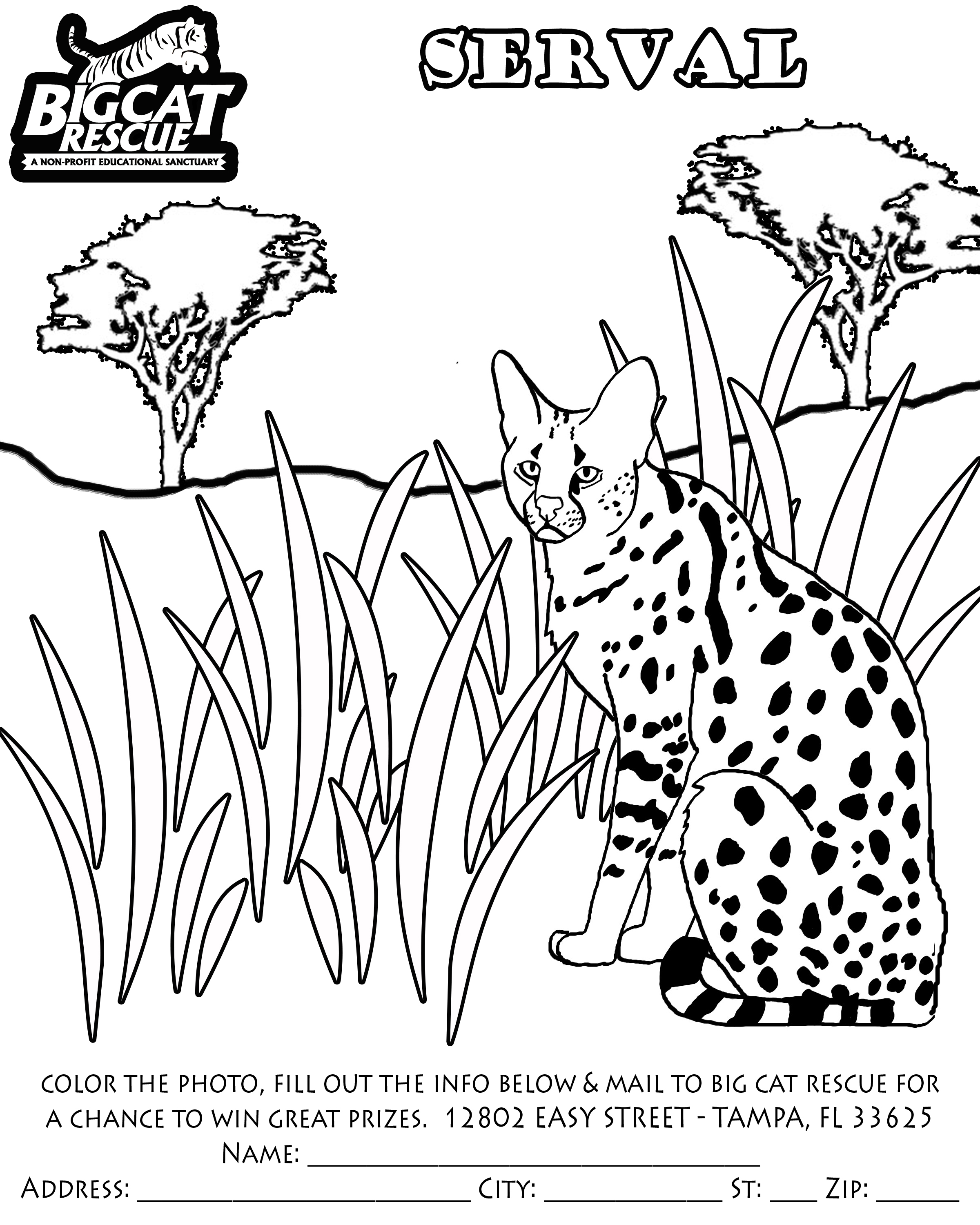 Serval coloring #1, Download drawings