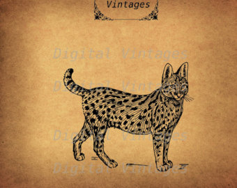 Savannah Cat svg #19, Download drawings