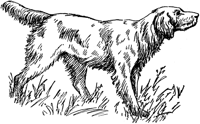 Setter clipart #9, Download drawings