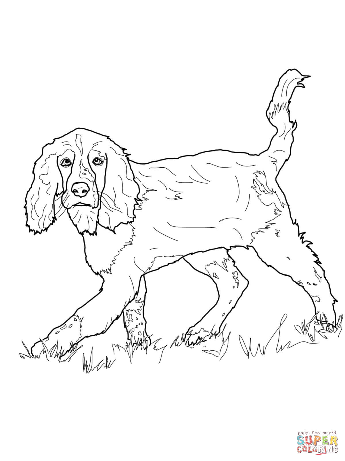 Springer Spaniel coloring #4, Download drawings