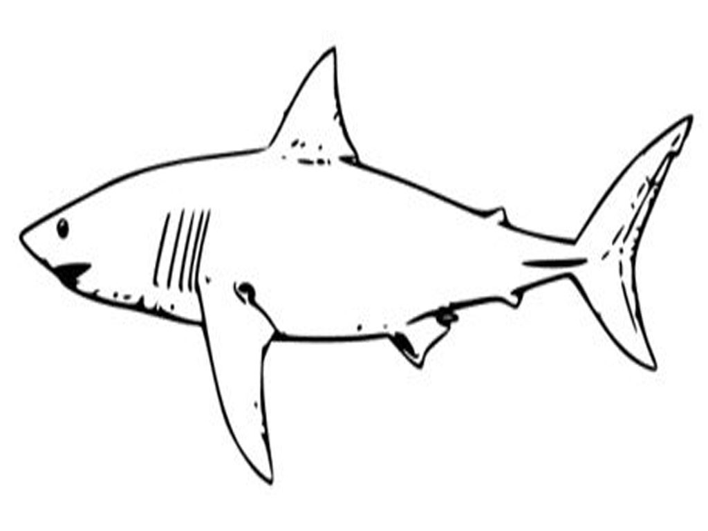 Shark coloring #7, Download drawings