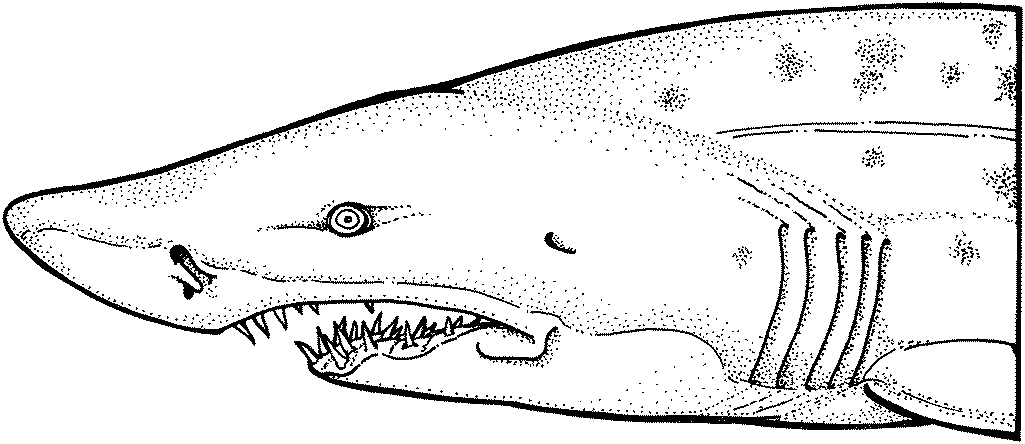 Shark coloring #17, Download drawings