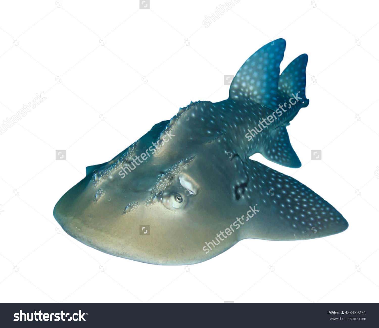 Shark Fin Guitarfish clipart #8, Download drawings