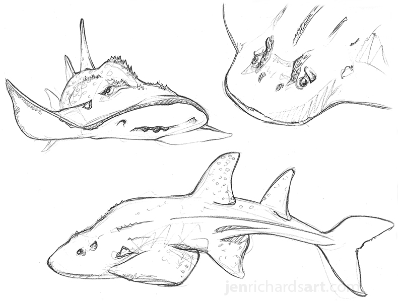 Shark Fin Guitarfish coloring #9, Download drawings