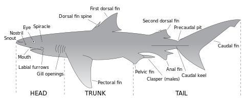 Shark Fin Guitarfish svg #13, Download drawings