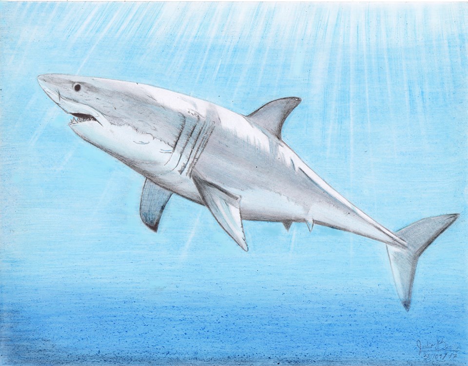Shark Fin Guitarfish svg #6, Download drawings