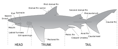 Shark Fin Guitarfish svg #3, Download drawings