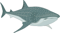 Sharkwhale clipart #19, Download drawings