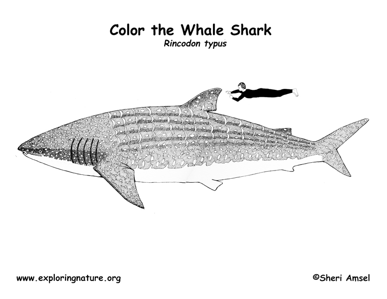 Sharkwhale coloring #18, Download drawings
