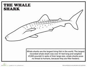 Whale Shark coloring #6, Download drawings