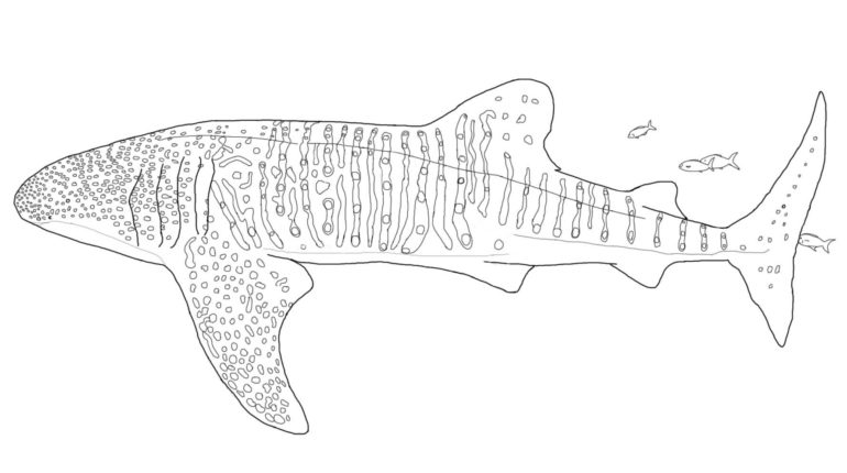 Sharkwhale coloring #10, Download drawings