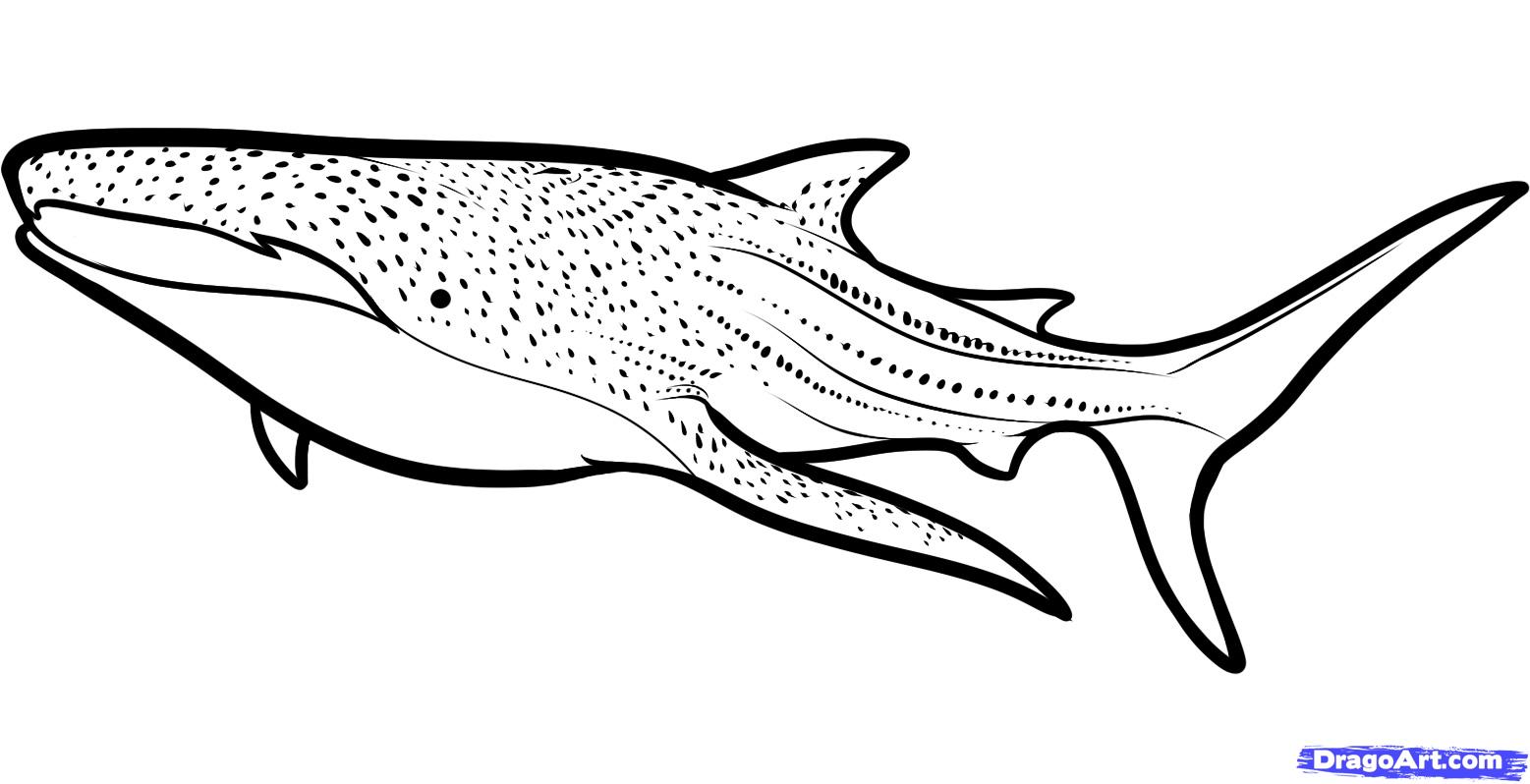 Sharkwhale coloring #11, Download drawings