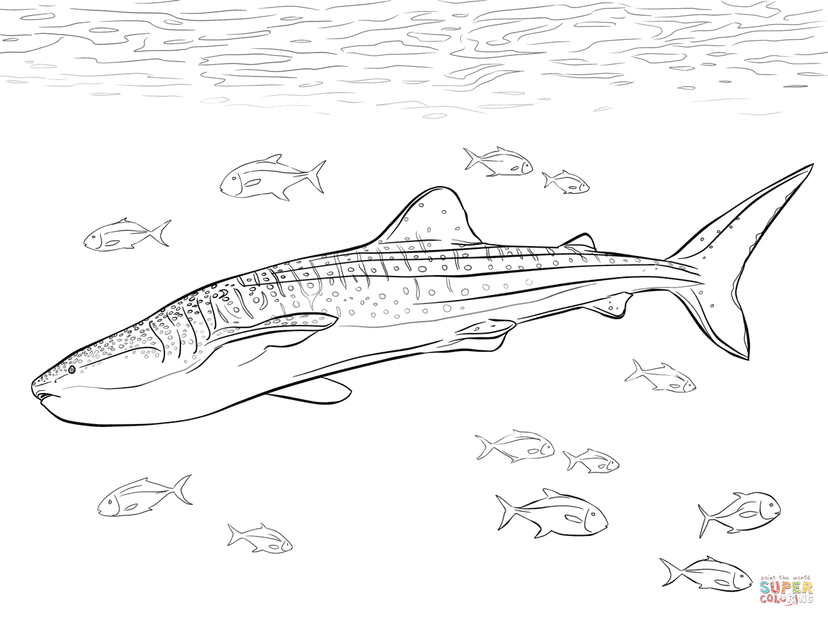 Sharkwhale coloring #9, Download drawings