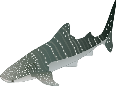 Whale Shark svg #20, Download drawings