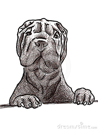 Sharpei clipart #7, Download drawings