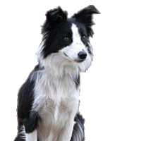 Sheepdog clipart #18, Download drawings