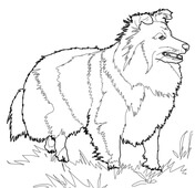 Sheepdog coloring #12, Download drawings