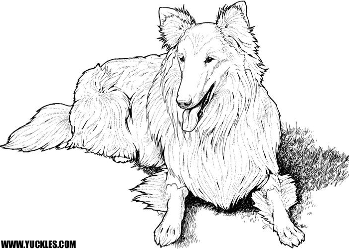 Sheepdog coloring #4, Download drawings