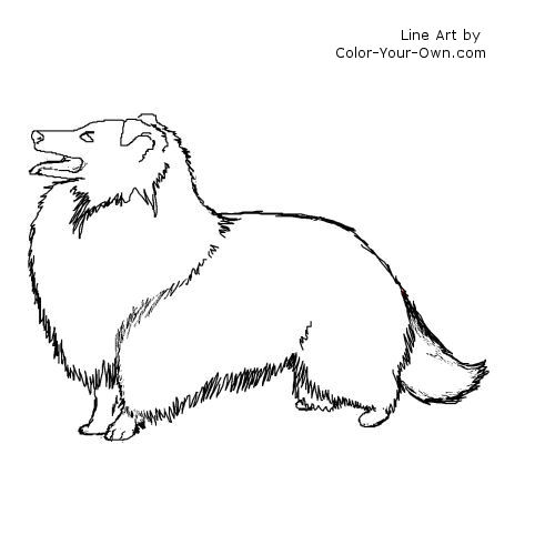 Shetland Sheepdog coloring #20, Download drawings