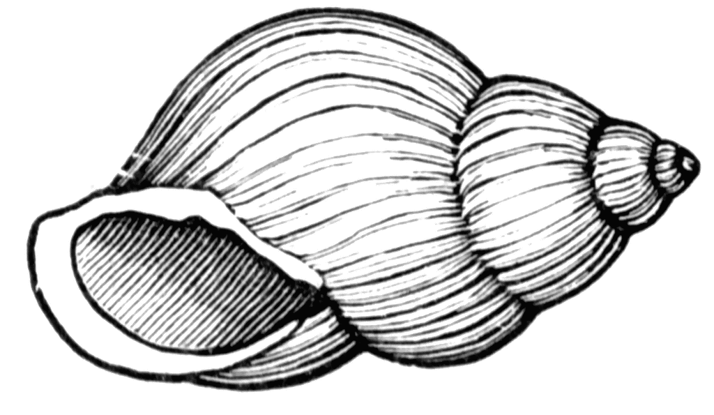 Shell clipart #13, Download drawings