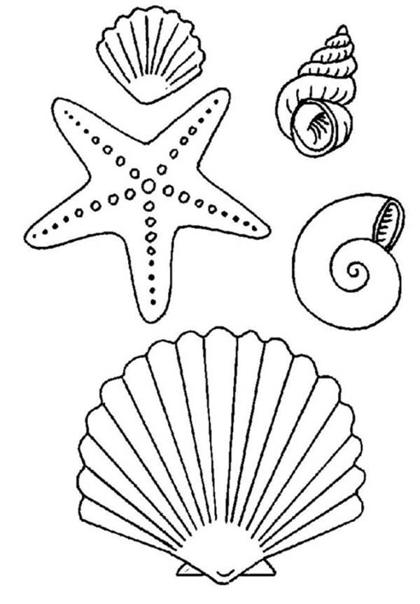 Shell coloring #3, Download drawings
