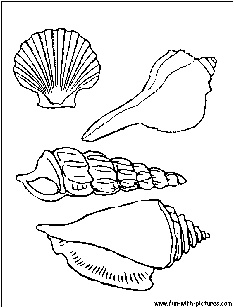 Shell coloring #10, Download drawings
