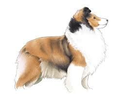 Shetland Sheepdog clipart #5, Download drawings