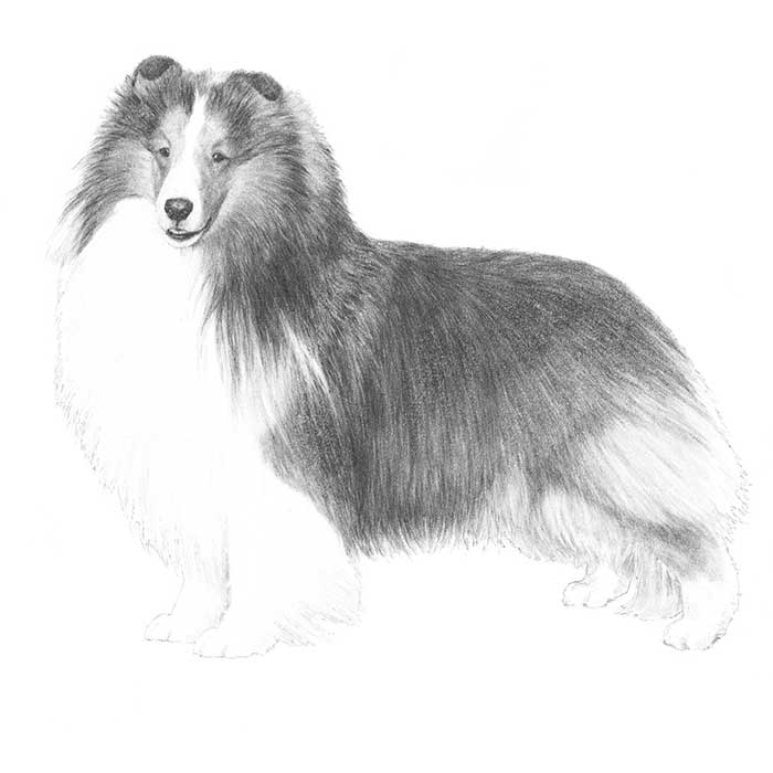 Shetland Sheepdog coloring #15, Download drawings