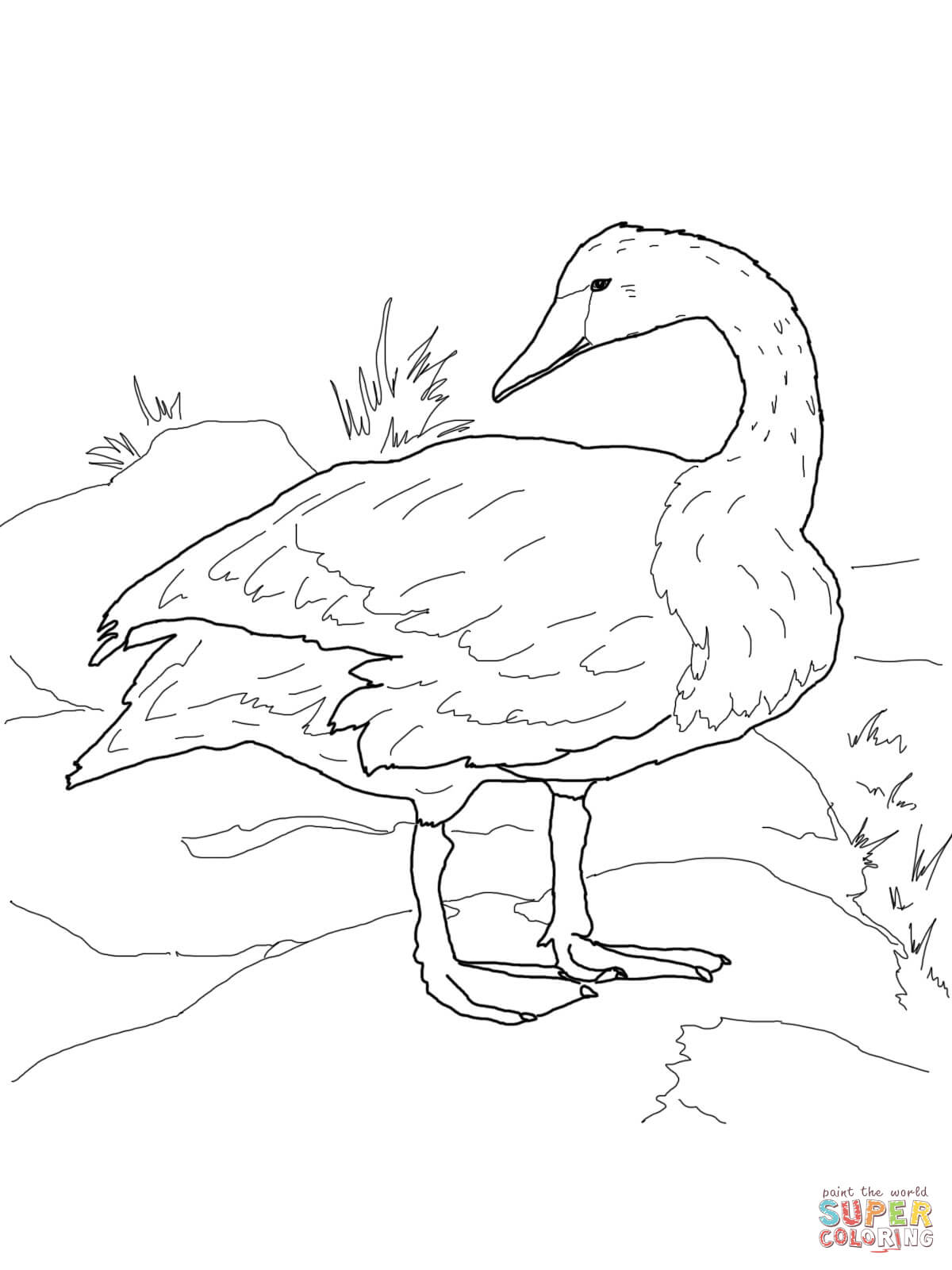 Trumpeter Swan coloring #15, Download drawings