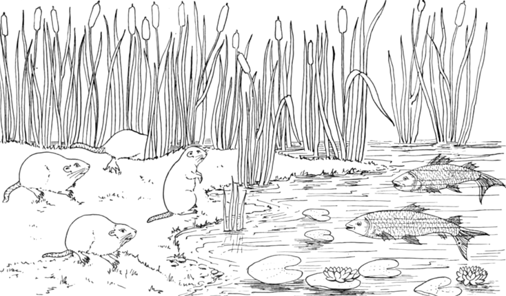 Shore coloring #10, Download drawings