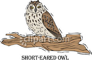 Short-eared Owl clipart #16, Download drawings