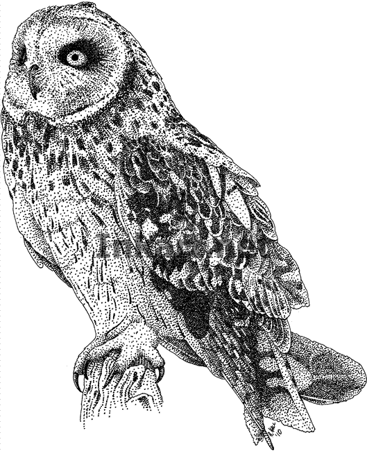 Short-eared Owl coloring #8, Download drawings
