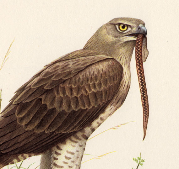 Short-toed Snake Eagle coloring #13, Download drawings
