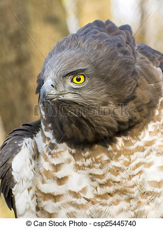 Short-toed Snake Eagle clipart #18, Download drawings