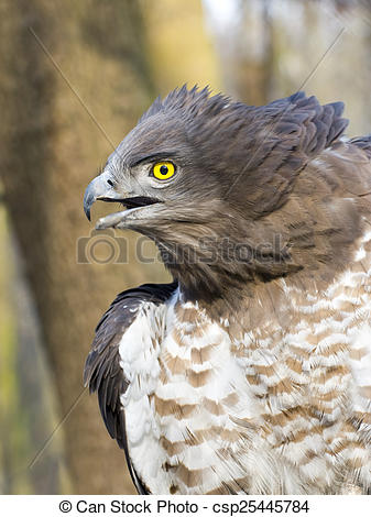 Short-toed Snake Eagle clipart #13, Download drawings