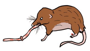 Shrew clipart #19, Download drawings