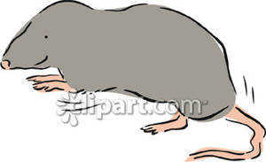 Shrew clipart #17, Download drawings
